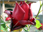 foto Rose
